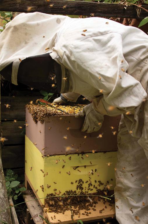  This is image was taken as a part of my study of beekeepers, I was interested in this as it is such a vital part of our eco system and environment.